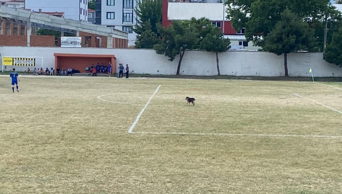 Sahaya giren köpek maçı durdurdu Sahaya giren köpek maçı durdurdu