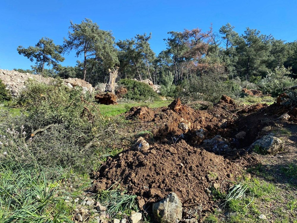 Ekipler, bölgede 34 zeytin ağacından 30'unun kesildiğini tespit etti.