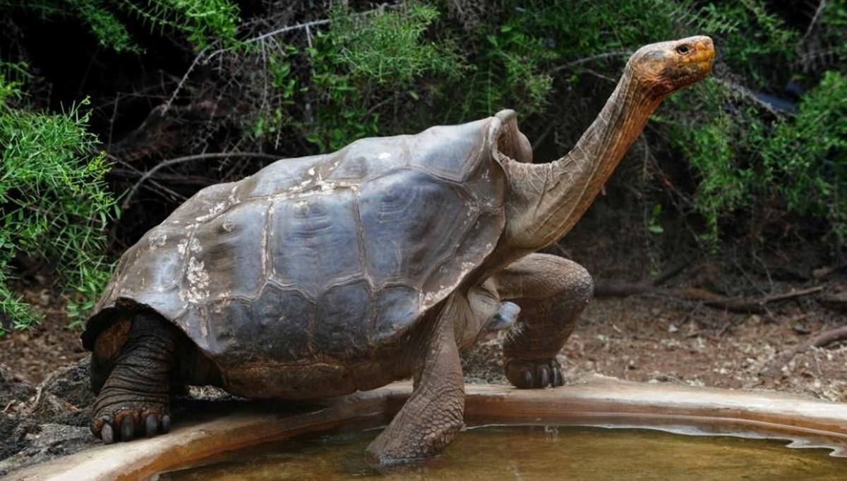 Yüz yıl önce soyunun tükenmiş olduğu düşünülüyordu: Dev kaplumbağa Galapagos adalarında ortaya çıktı