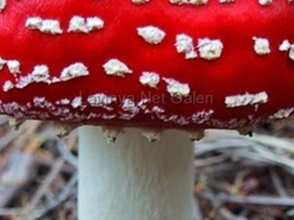 zayiflarken yag mi kaybediyorsunuz kas