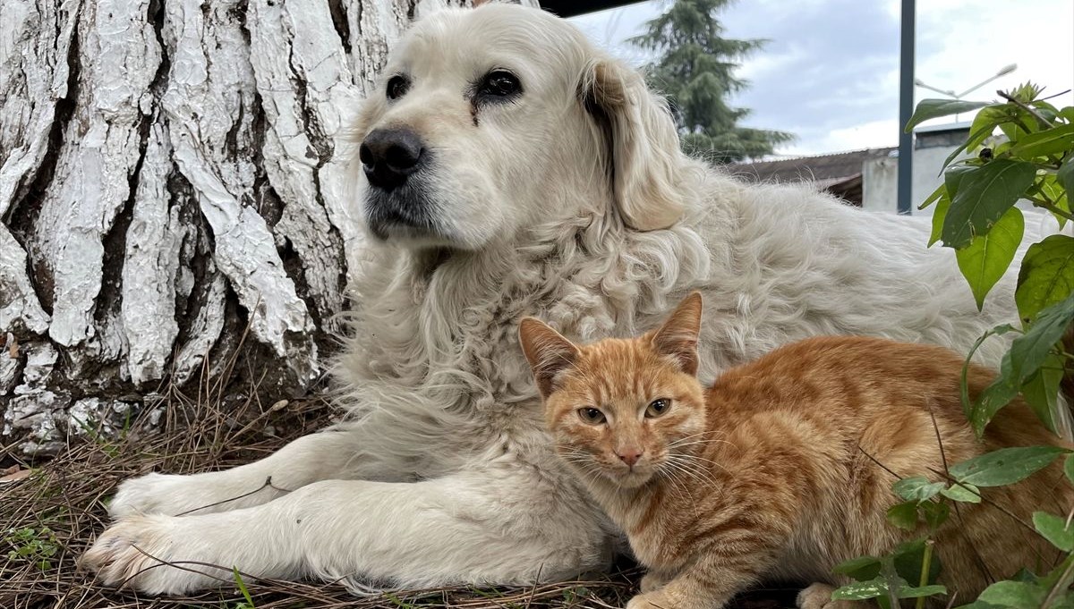 Ordu'da kedi ile köpeğin dostluğu görenleri şaşırtıyor