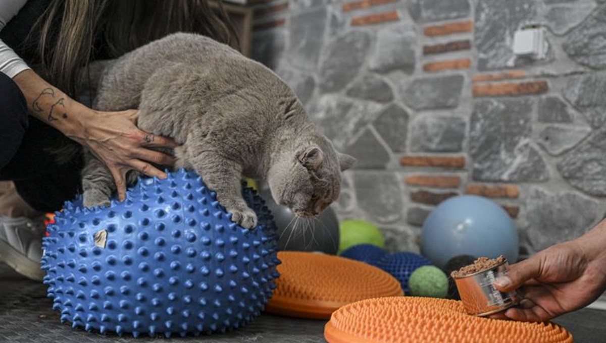 Obez kedi Obez kedi