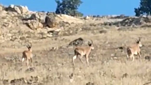 Nesli tehdit altındaki dağ keçileri Mardin kırsalında görüntülendi