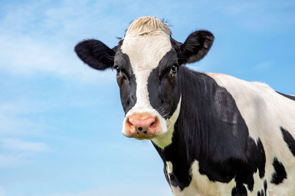 İspanyol araştırmacılar: İnek sütü, çapraz bağışıklık sayesinde insanları Covid-19’a karşı koruyabilir - 2