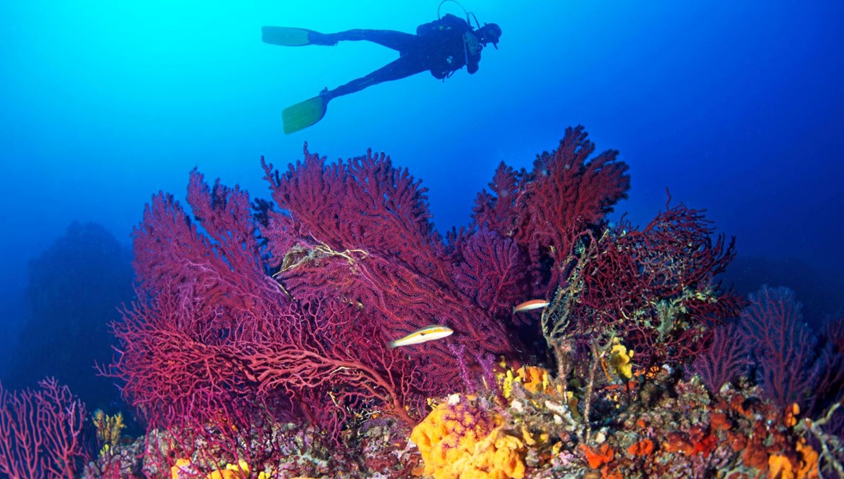 Akdeniz'de 62 türün nesli tehlike altında