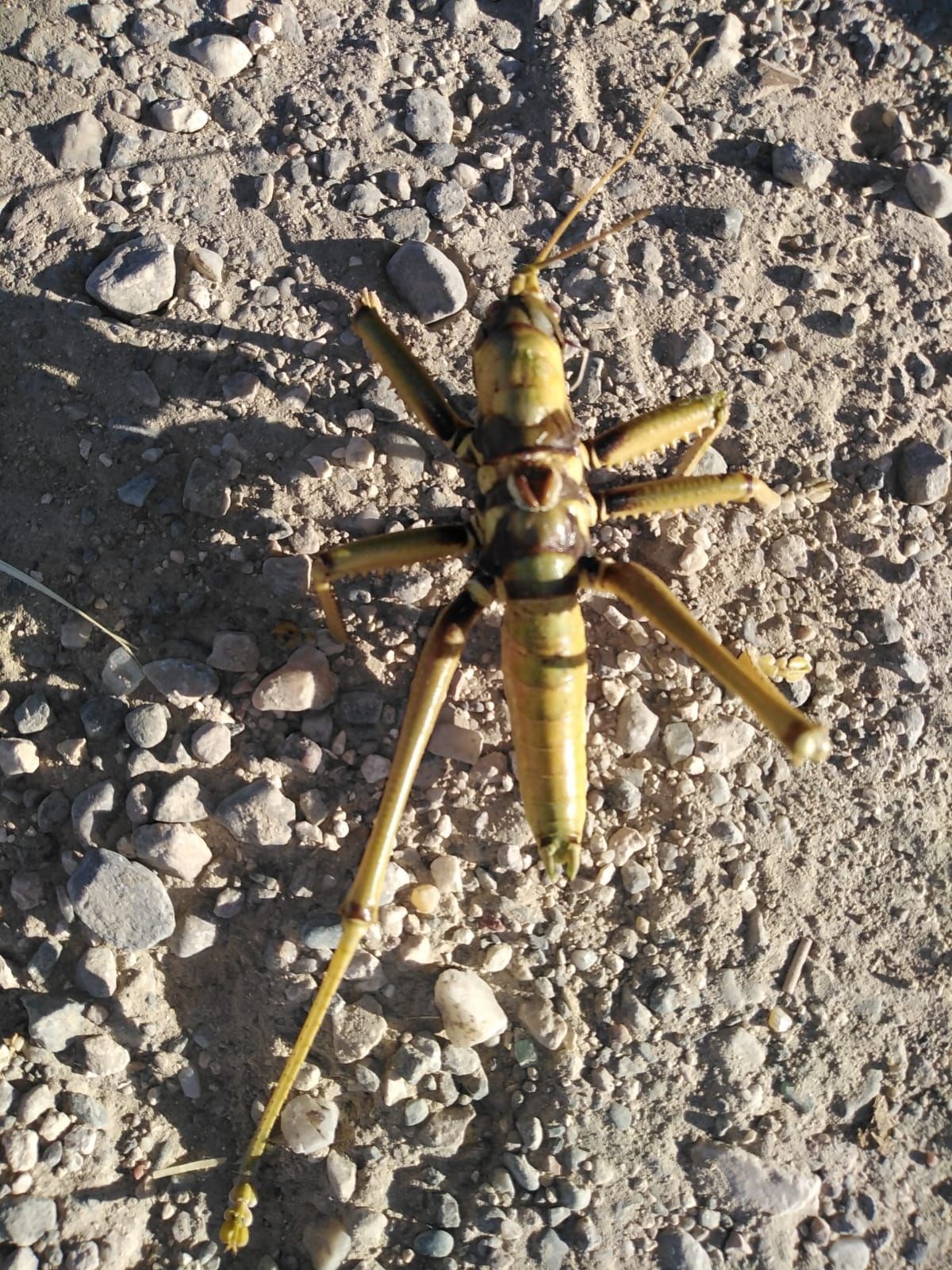 15 santimetre boyunda et�il �ekirge