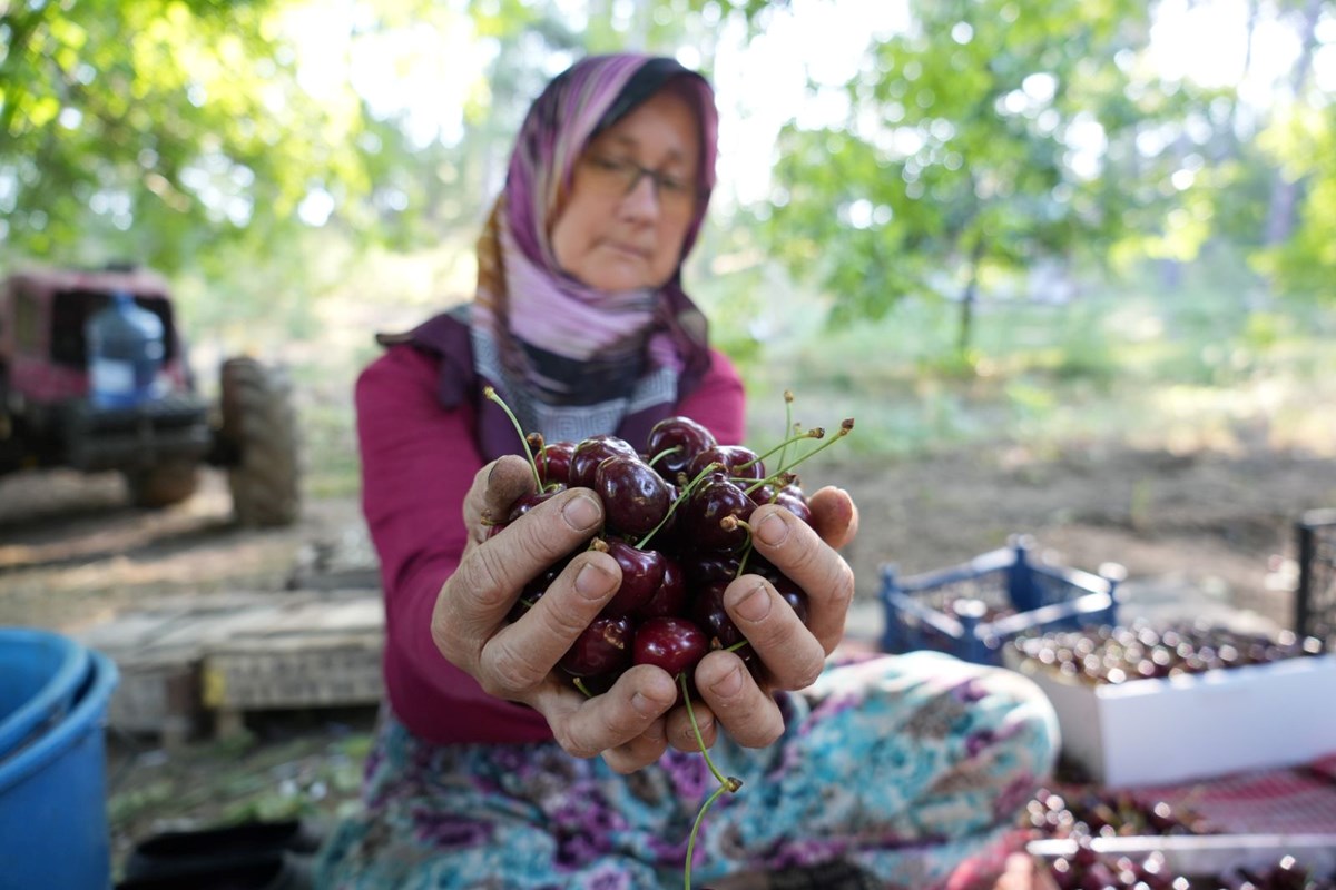 Kilosu 60 liradan alıcı buluyor! Bursa'dan dünyaya yayılıyor, 50 yıllık hikayesi var