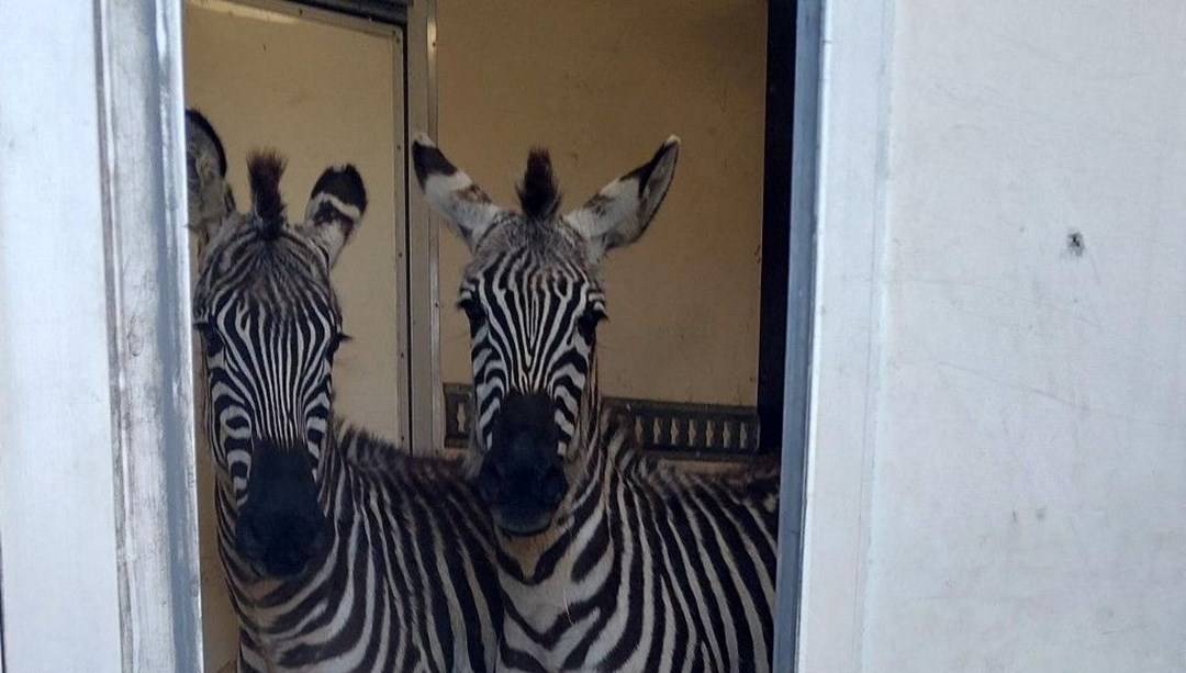 Sınırda durdurulan minibüsten 2 zebra, 6 maymun, antilop ve kuğu çıktı