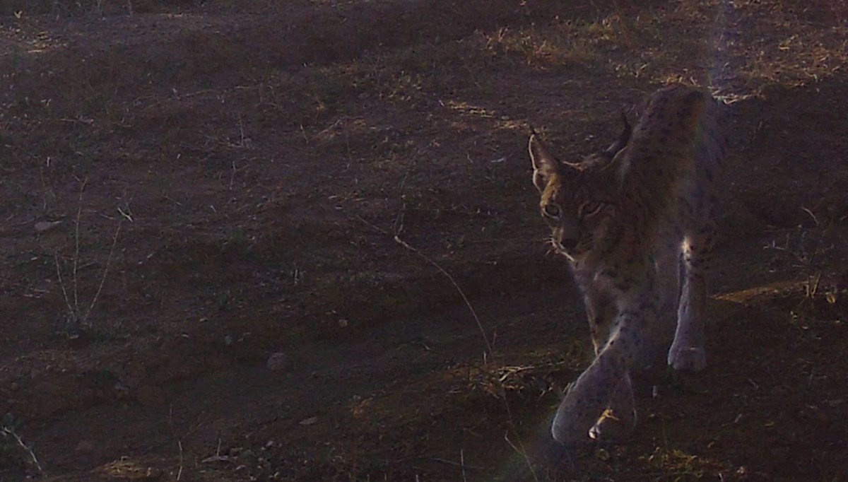 Bozkırın saklı yüzü! Kırıkkale'de yaban hayvanlarının doğal yaşamı kameraya yansıdı