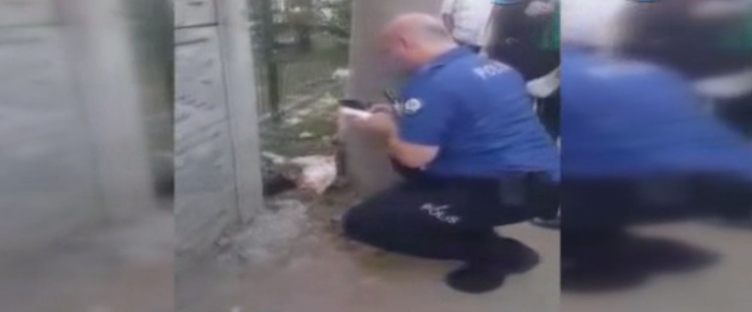 Sakarya�da iki bacağı kesilmiş kedi bulundu NTV