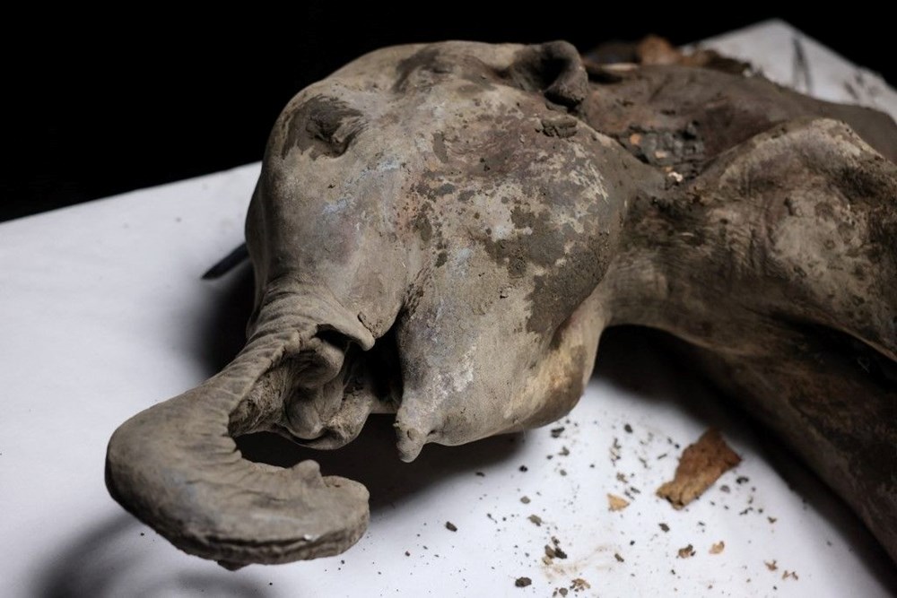 Türünün tek örneği: 130 bin yıllık yavru mamut bulundu! - 1