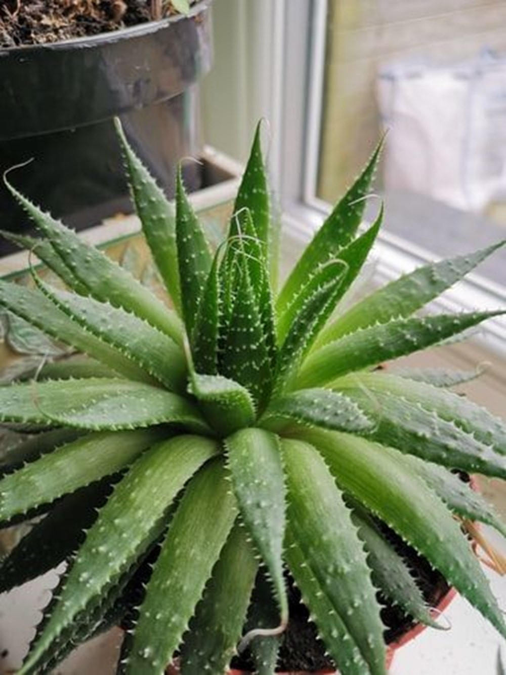 Aloe Vera (tıbbi sarısabır) nedir? Aloe Vera bitkisine nasıl bakılır? Faydaları nelerdir? - 8