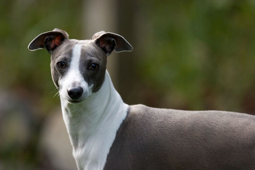 Maymun çiçeği ilk kez köpeklerde görüldü: DSÖ ve CDC'den peş peşe açıklamalar - 2