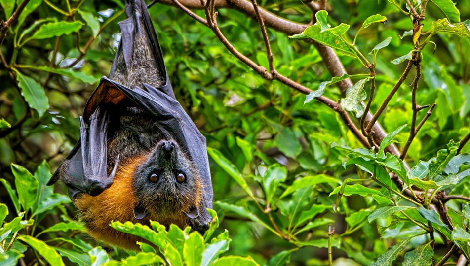 Tayland’da corona virüse çok benzeyen yeni bir virüs keşfedildi: RacCS203