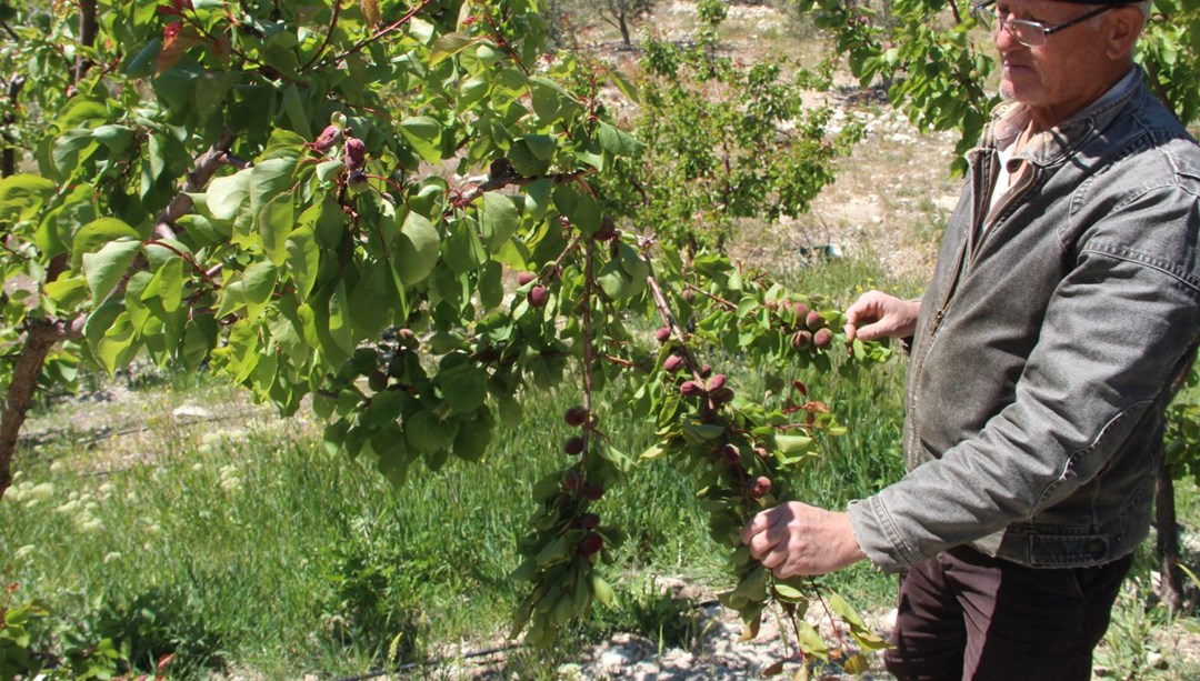 Türkiye'nin sofralık kayısı üretim merkezi: "İlçede zarar yaklaşık yüzde 30"