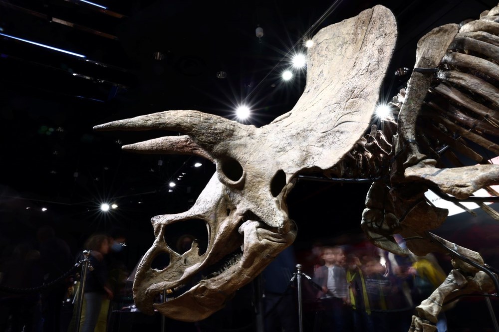 Şimdiye kadar bulunan en büyük triceratops iskeleti 6,6 milyon euroya satıldı - 7