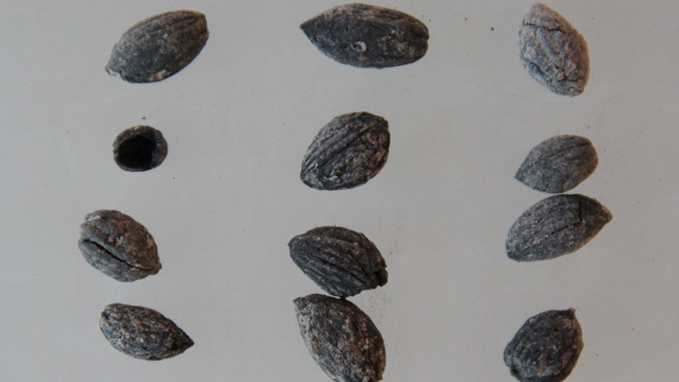 Kilis'te 4 bin yıllık zeytin çekirdekleri bulundu - 1