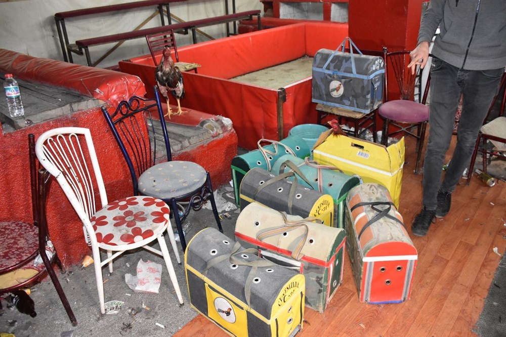 Horoz dövüşü düzenlenen derneğe baskın: 69 kişiye 431 bin TL ceza - 8