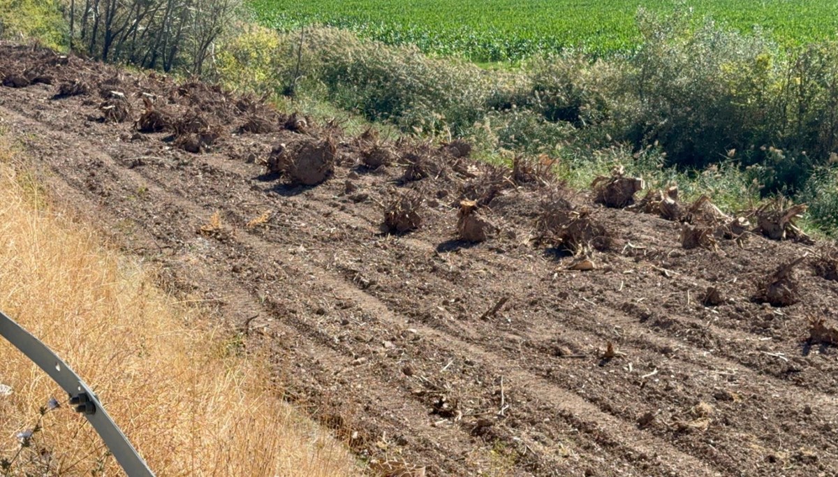 İlçenin simgesi olmuştu: Ağaç koridorundan geriye kökleri kaldı İlçenin simgesi olmuştu: Ağaç koridorundan geriye kökleri kaldı