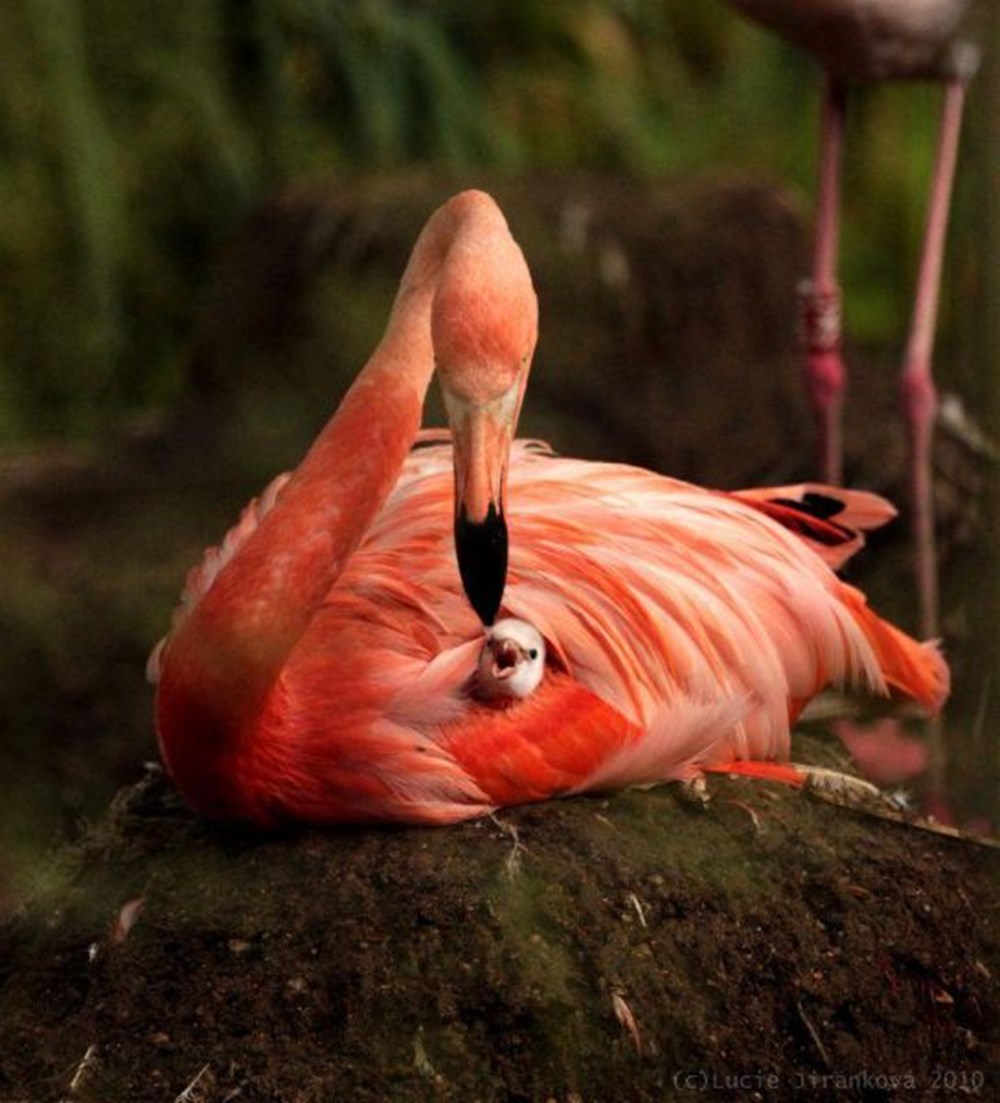 Розовый Фламинго детеныш