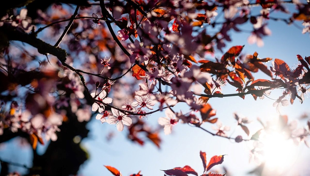 Sakura mevsimi ne zaman? Sakura çiçeğinin hikayesi