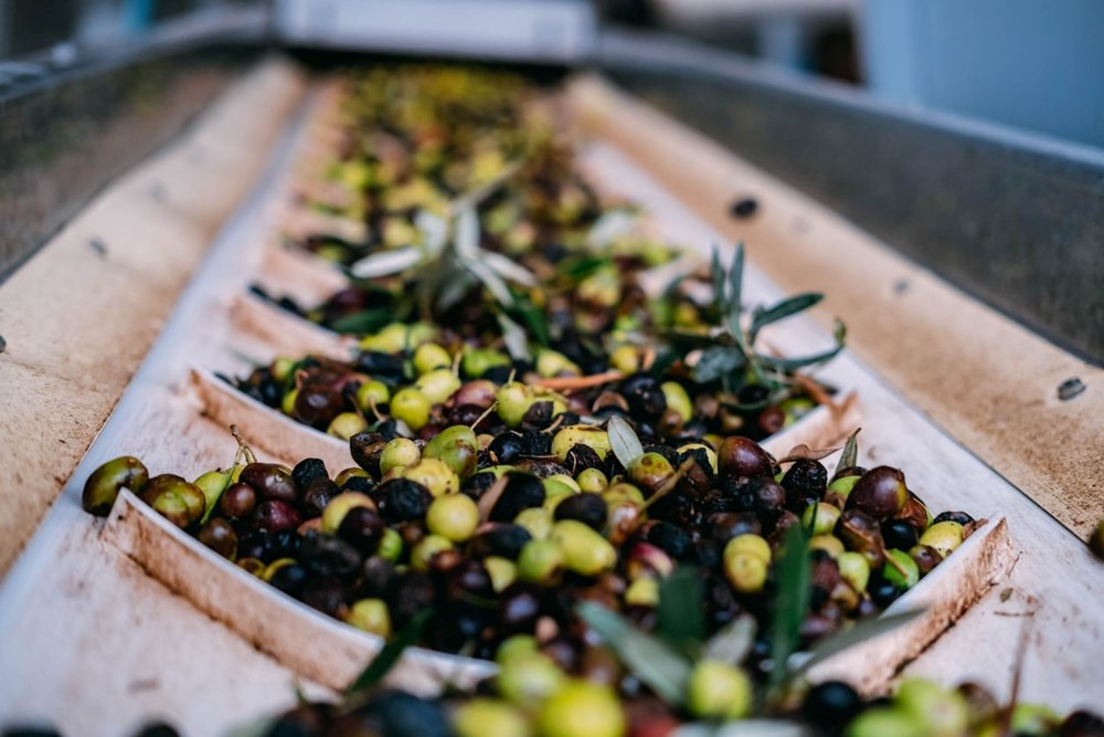 "Oruçta Susamamak İçin En Etkili Zeytin Seçimi: Hangisi En İyi?" 73 Fq15TNEz7kiR7R VO0zSNQ