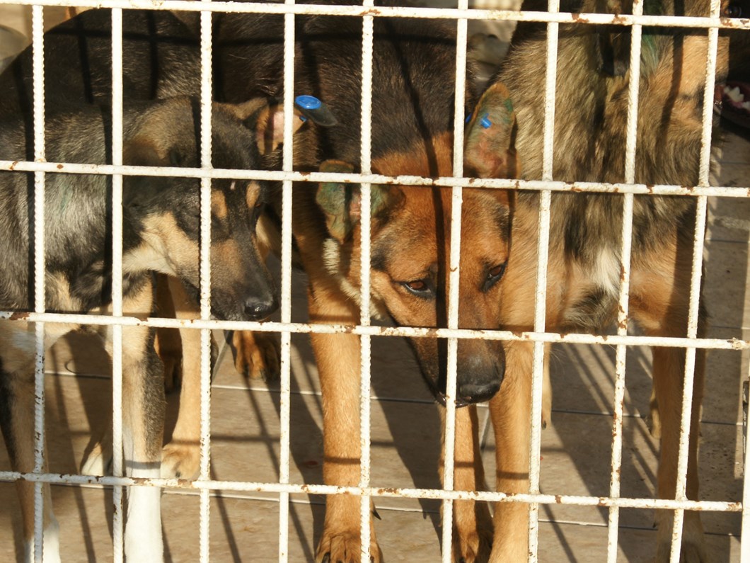 Kopekler Uyutuldu Hayvanseverler Ayaklandi Son Dakika Turkiye Haberleri Ntv Haber Kopekler Uyutuldu Hayvanseverler Ayaklandi Son Dakika Turkiye Haberleri Ntv Haber