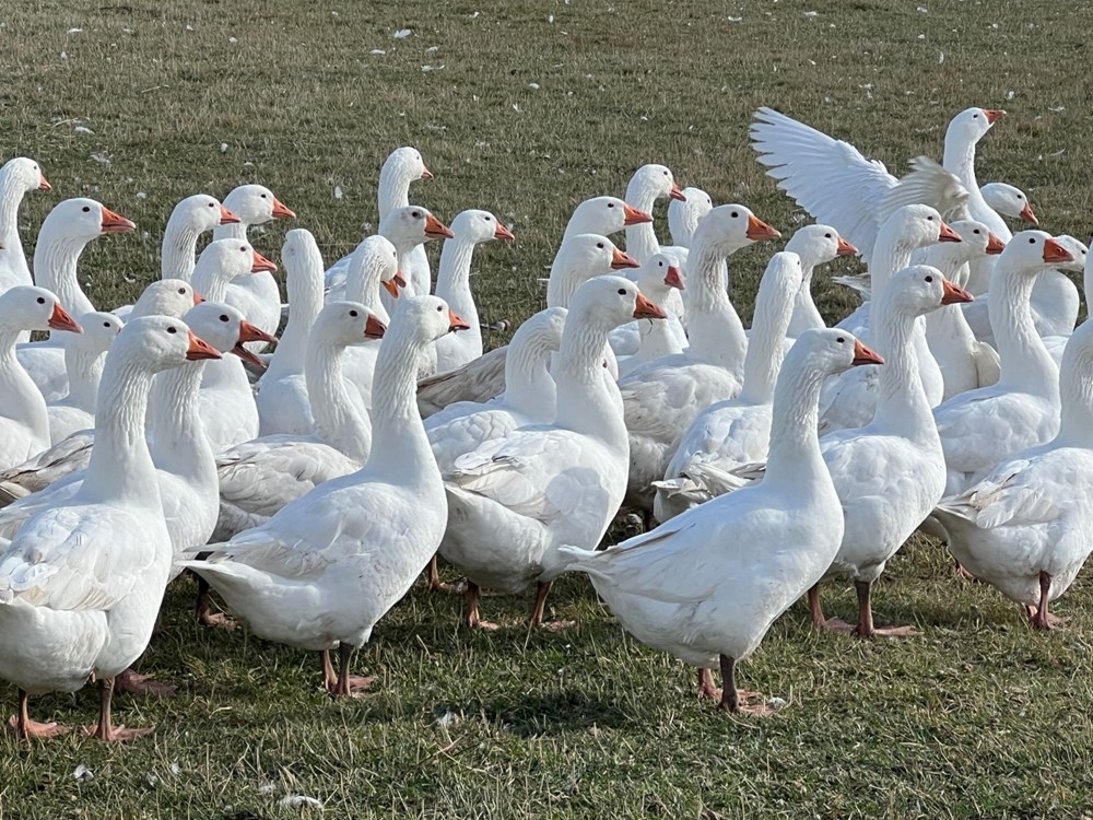 Kars sofralarının vazgeçilmezi: Fiyatı 5 bin liradan başlıyor - 3