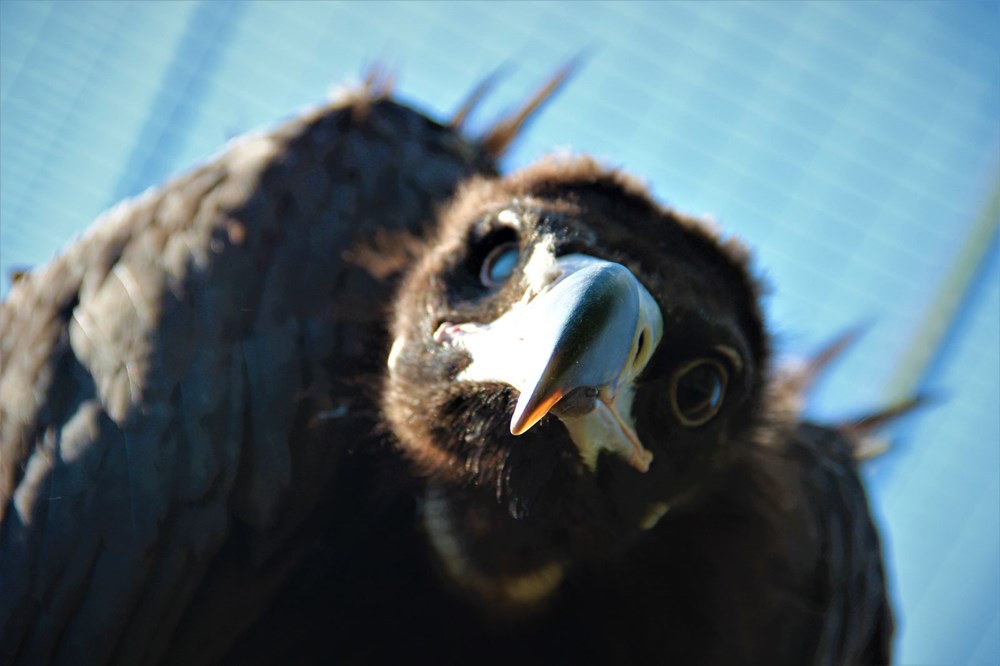 turkiye ye ozgu kara akbabanin nesli