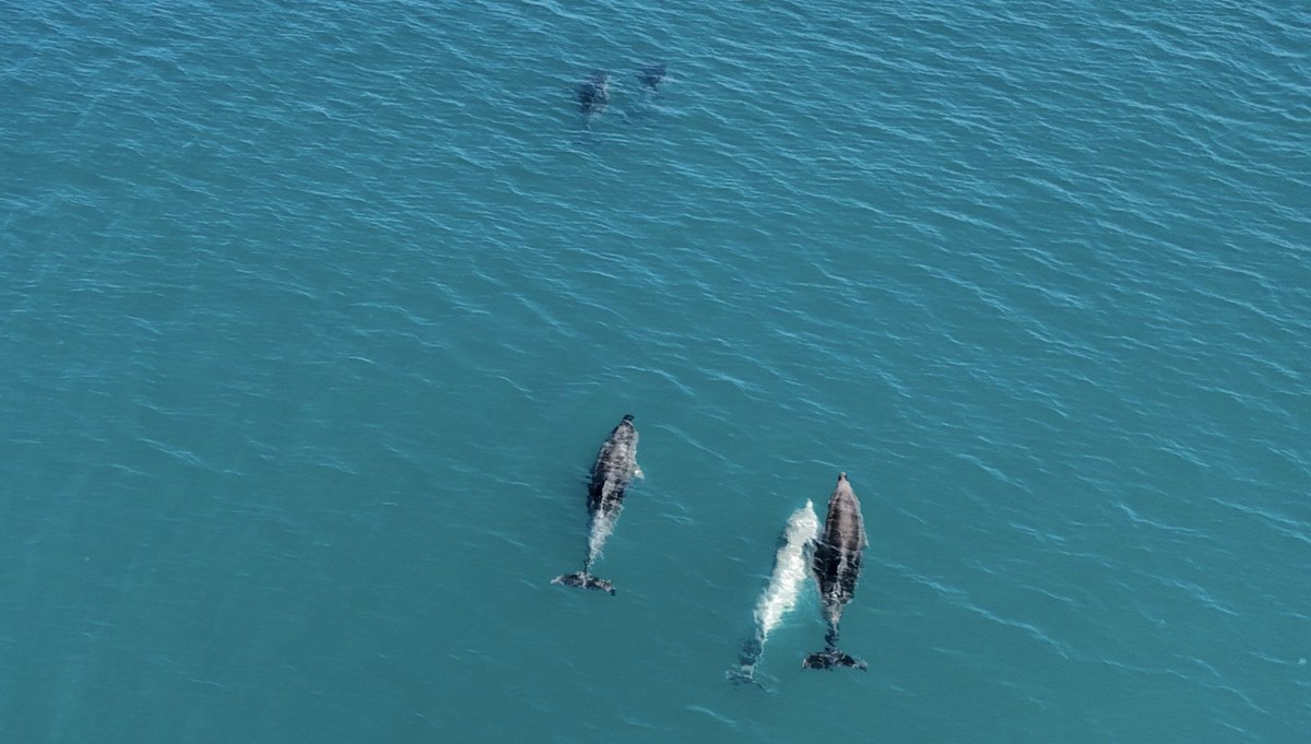 Karadeniz'de sürü halinde dolaşan yunuslar drone'la görüntülendi