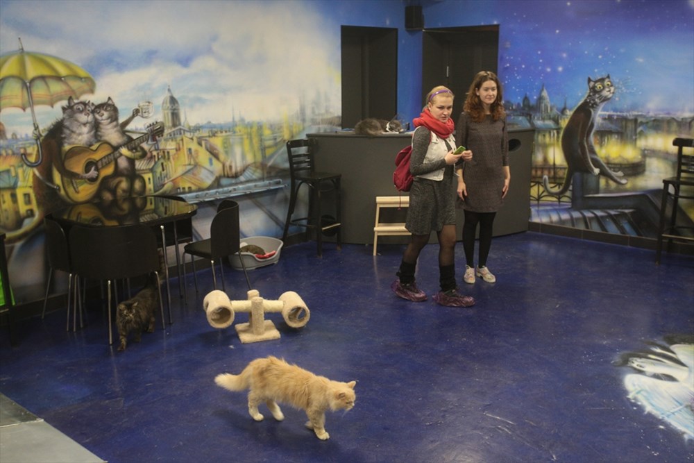 Avrupa�nın en büyük kedi kafesi NTV
