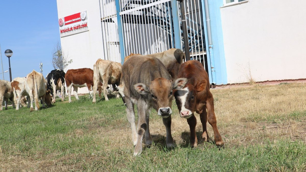 geceyi universitede geciren buyuk bas hayvanlar sahibine teslim edildi ntv