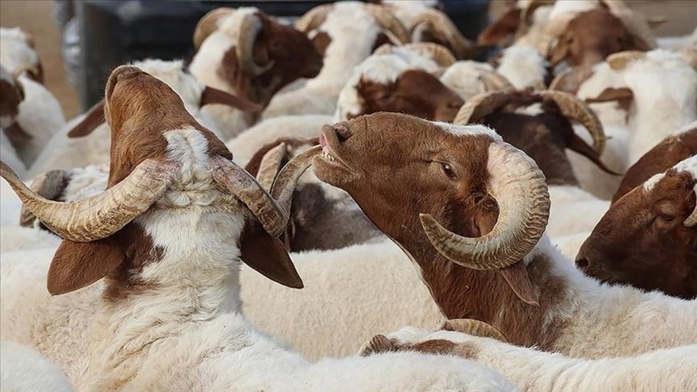 Kurban Bayramı takvimi 2025: Kurban Bayramı ne zaman idrak edilecek? - 4