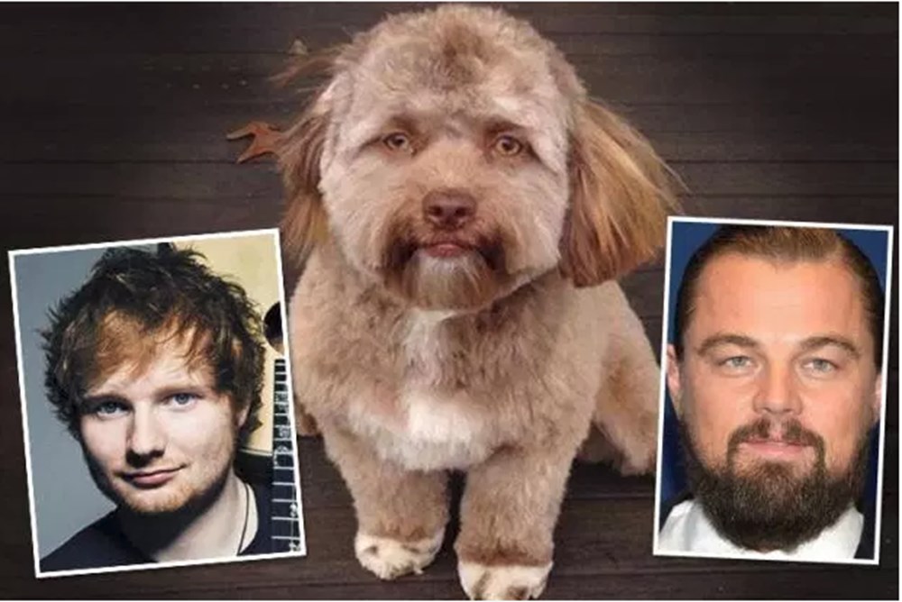 yeni fenomeni İnsan yüzlü köpek &quot;Yogi&quot; Magazin Haberleri