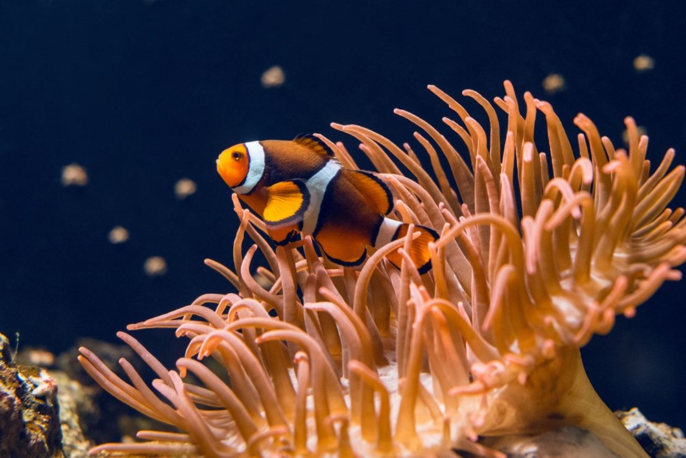 Yeni rapor: Küresel ısınma, on yılda dünyadaki mercanların yüzde 14'ünü öldürdü - 5