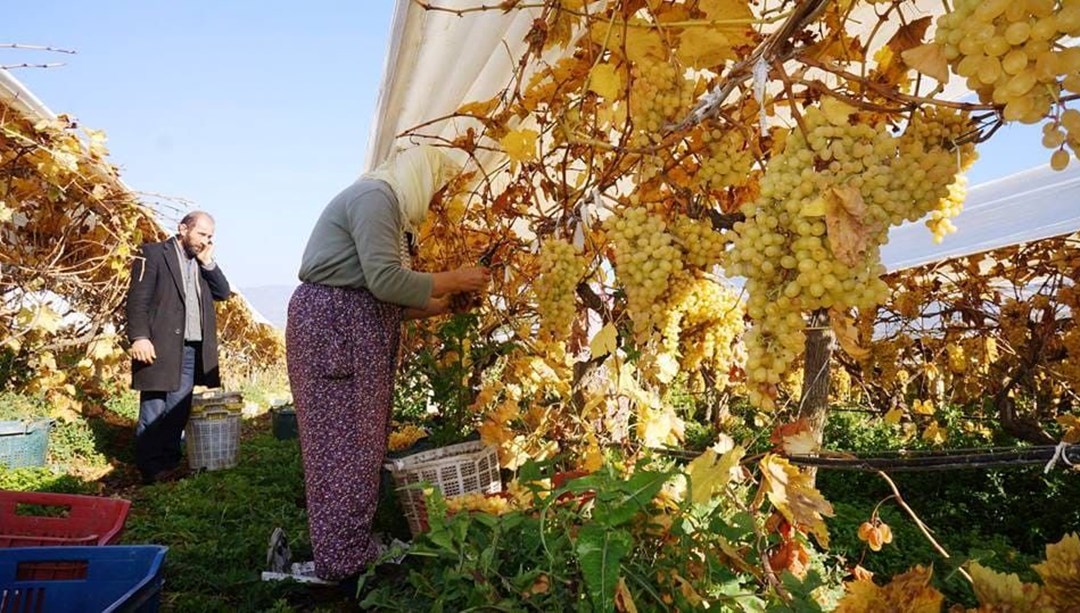 Yeni yılın ilk sofrasını tatlandıracak: Yüzde 90'ı örtü altında korunuyor