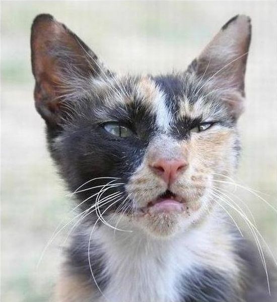 Драная Кошка Фото