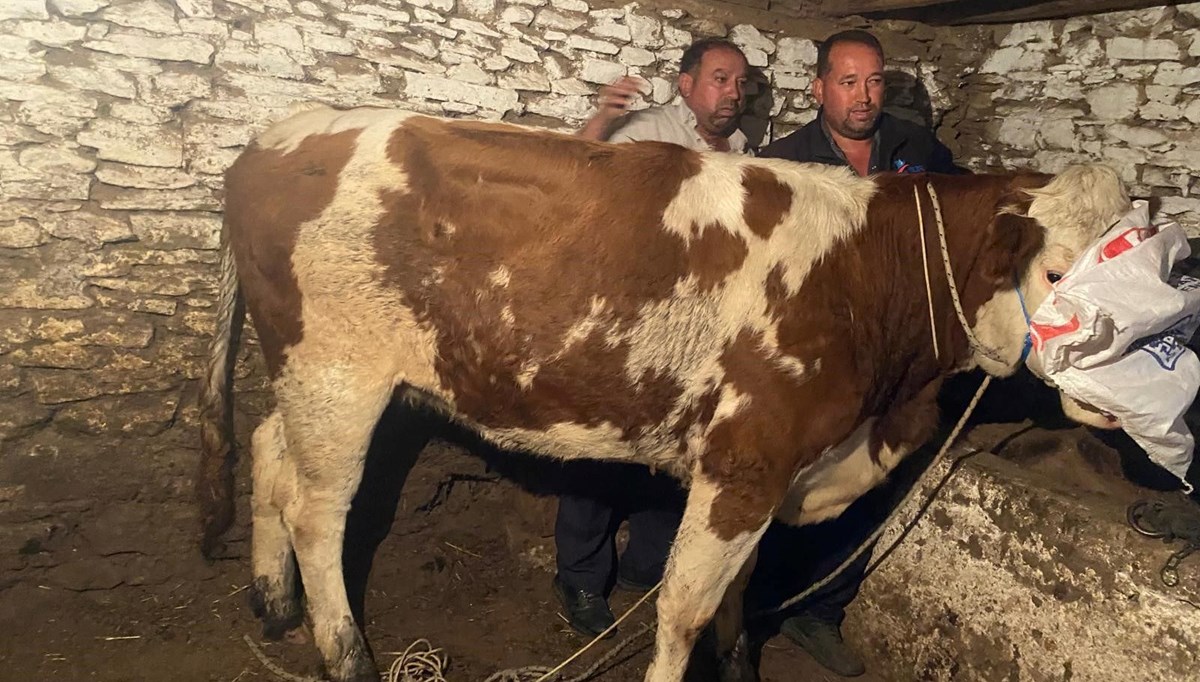 Manisa'da firari inek 42 gün sonra yakalandı Manisa'da firari inek 42 gün sonra yakalandı