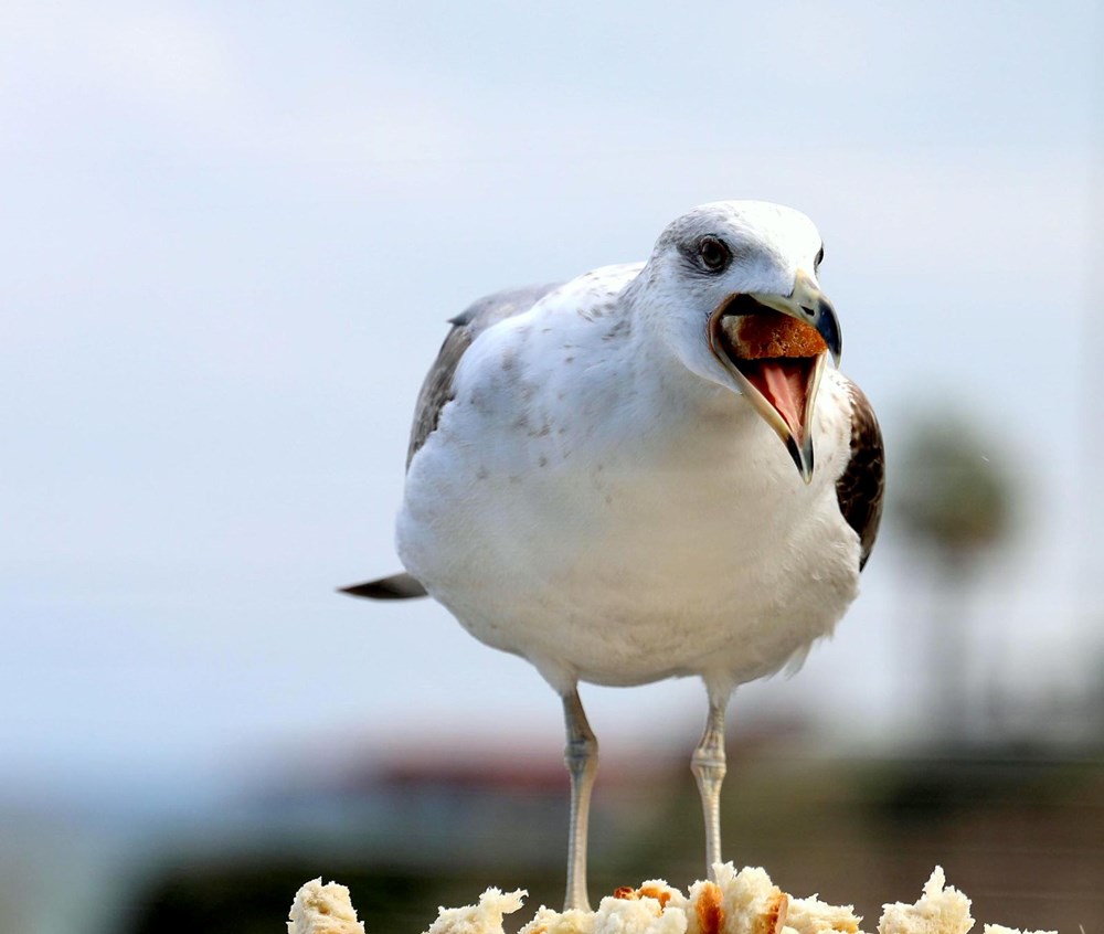 Martı popülasyonu anormal seviyelere ulaştı: Ötücü kuşların sayısını azalttılar - 3