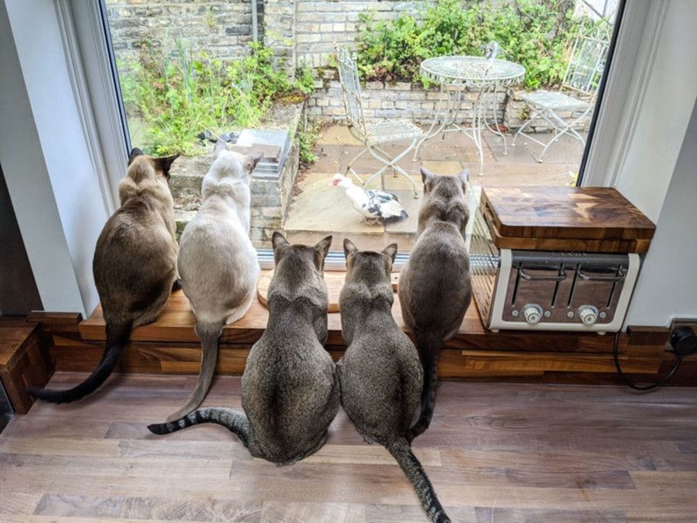 2020 Mars Petcare Komik Hayvan Fotoğrafları Yarışması'nın finalistleri - 11
