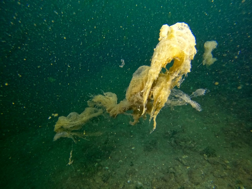 Sualtı görüntülendi... Marmara Denizi'nin müsilajı insan boyutuna ulaştı! Önüne gelen canlıyı hapsediyor - 7
