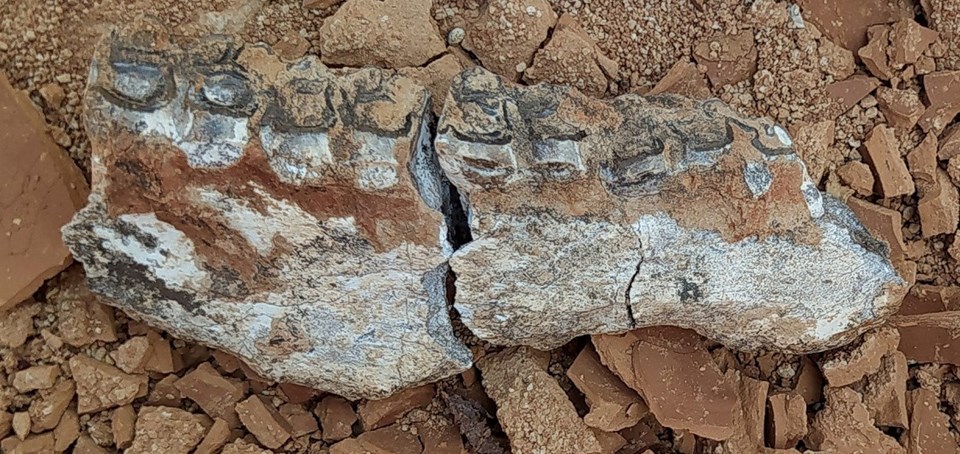Denizli'de 9 milyon yıl öncesine tarihlenen karıncayiyen ve fil fosilleri bulundu - 1