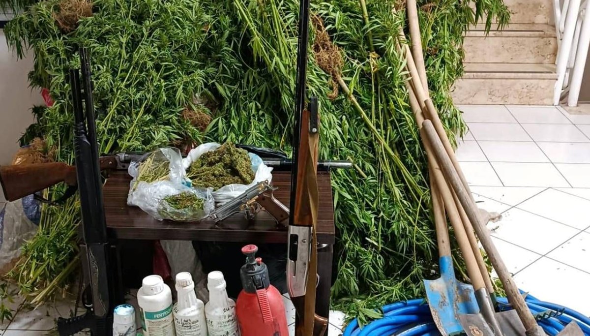 Ormanda Hint keneviri yetiştirdi