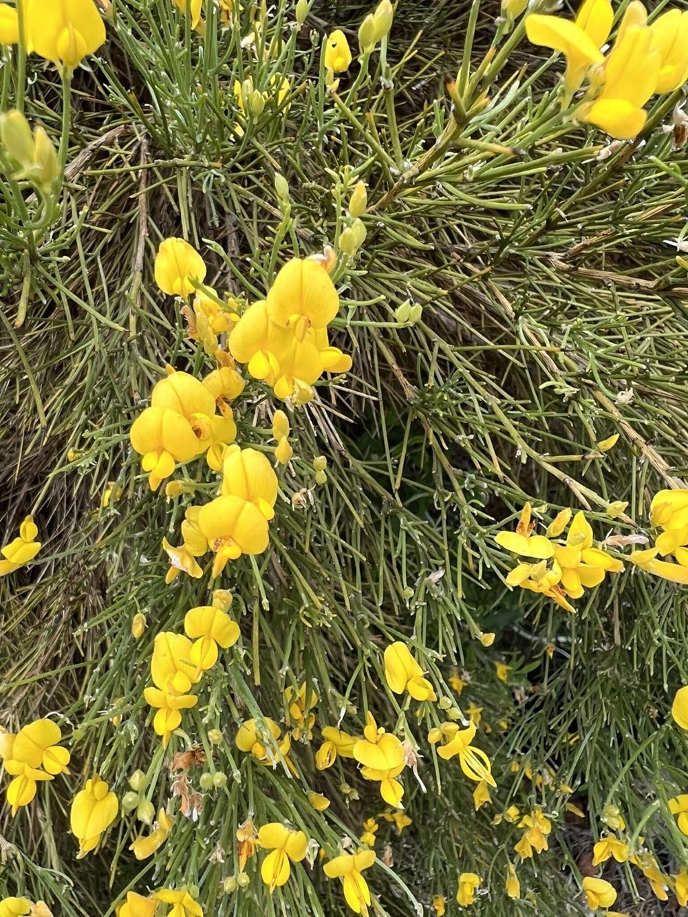 Marmaris'te yanan alanlar yeşillenmeye başladı - 8