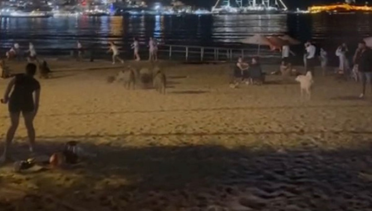 Sahili bir anda domuzlar bastı,turistler neye uğradığını şaşırdı Sahili bir anda domuzlar bastı,turistler neye uğradığını şaşırdı