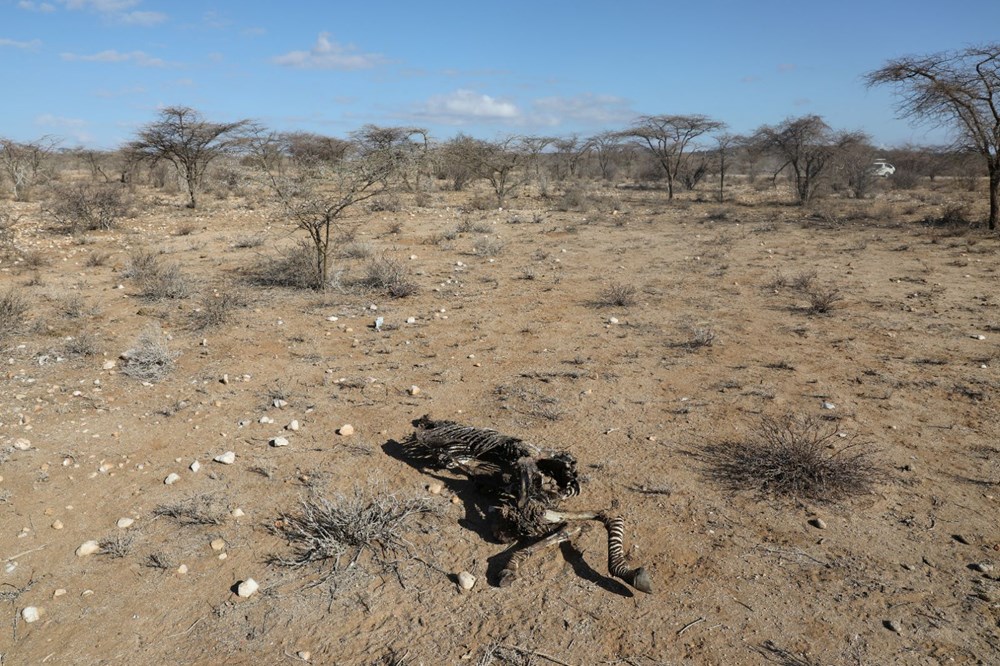 Kenya'da son 40 yılın en şiddetli kuraklığı: Nesli tükenmekte olan hayvanlar art arda ölüyor - 8