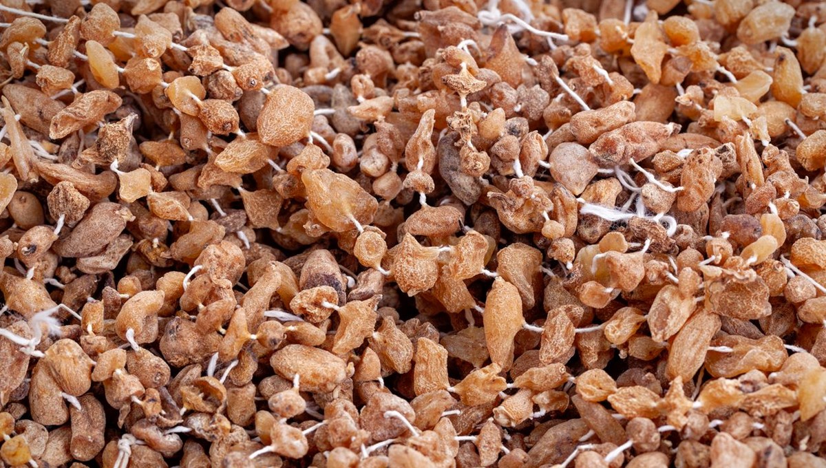 Türkiye'nin her yerinde doğal olarak yetişiyor! Geleneksel tıbbın göz bebeği: Bağışıklığı güçlendirdiği kanıtlandı