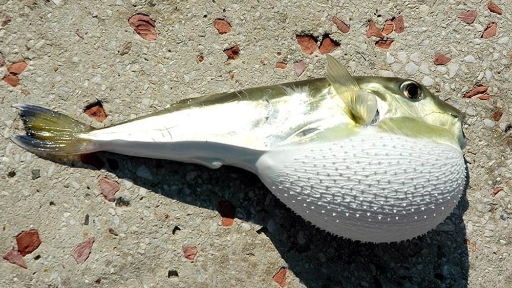 Kızıldeniz’den
geldi, Ege’ye yerleşti; yeni rotası Marmara | “Tükettikten yarım saat sonra
ölüme sebep olabilir” - 1