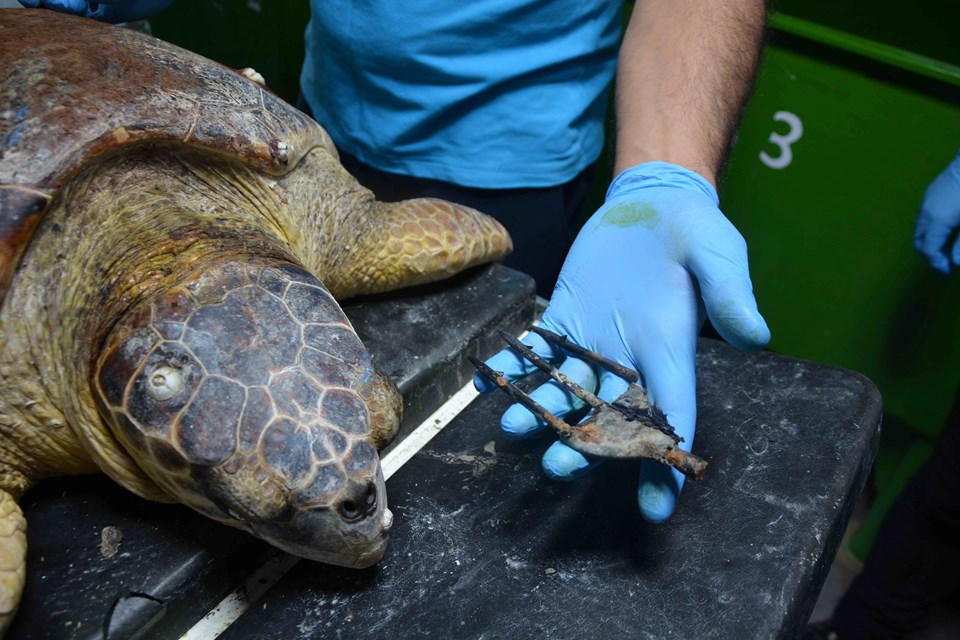 Zıpkınla vurulan deniz kaplumbağası tedavi altına alındı - 1