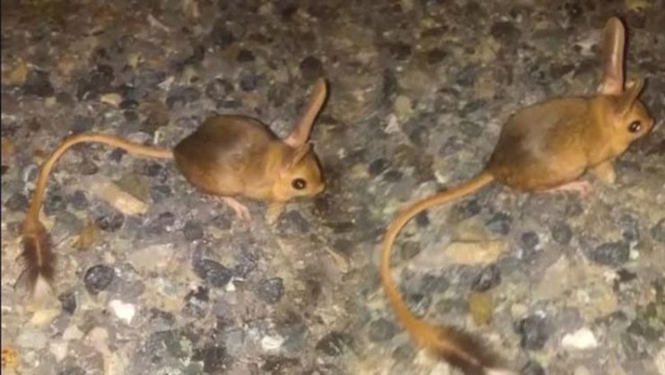 Tunceli'de kanguru faresi görüntülendi (Dünyanın en ilginç 19 hayvanından biri) - 1